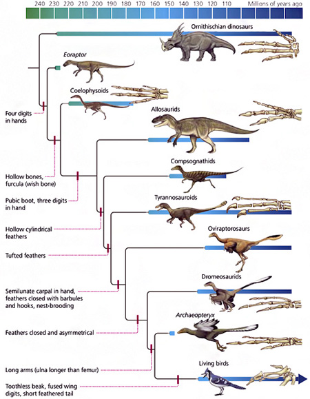 Arbre phylogénétique simplifié des dinosaures ancêtres des oiseaux